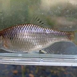 北摂 ヤリタナゴ釣り