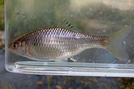 北摂 ヤリタナゴ釣り