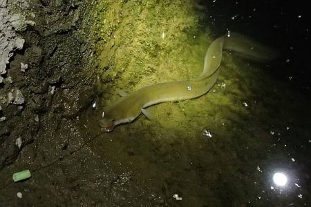 ウナギ＆テナガエビ