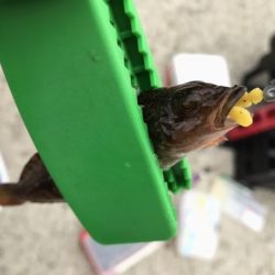 アジ探しが五目釣りに