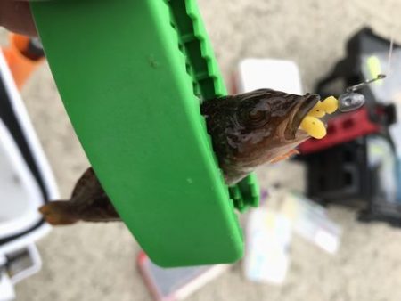 アジ探しが五目釣りに