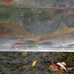 北摂 ヤリタナゴ釣り(2)