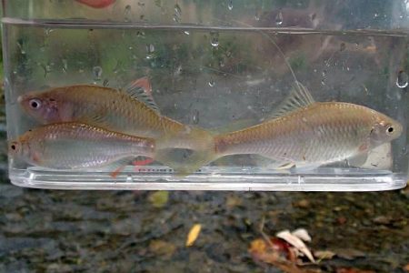 北摂 ヤリタナゴ釣り(2)