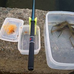散歩がてらにテナガエビ釣り