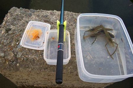 散歩がてらにテナガエビ釣り