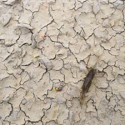 メスのみ活性高い 手長エビ