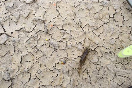 メスのみ活性高い 手長エビ