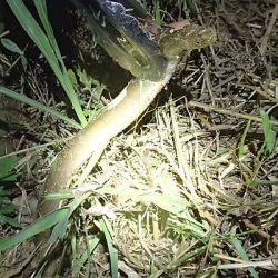 ウナギ＆手長エビ 2