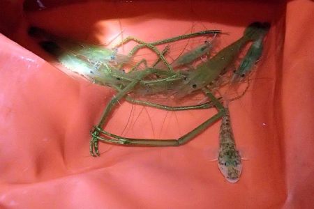 夕方の手長エビ＆ウナギ