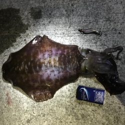 まさかまさかのデカいか