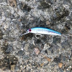 神戸港ツバス30cmアップ