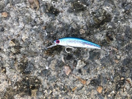 神戸港ツバス30cmアップ