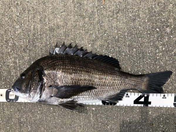 イチノ兄弟、釣果!