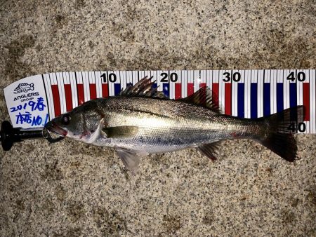 淀川でシーバス & ツバス