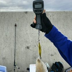 初！！春アオリ　キロアップ！！！