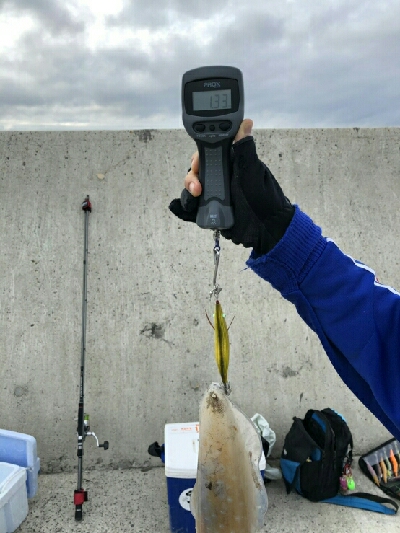 初！！春アオリ　キロアップ！！！