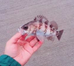 メバル、メバル、アイナメ