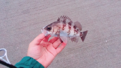 メバル、メバル、アイナメ