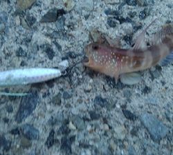 いろいろ小魚GET！！