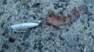 いろいろ小魚GET！！