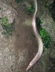 ルアーでまさかの‼️