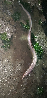 ルアーでまさかの‼️