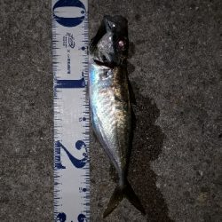 釣り友さんたちと淡路島