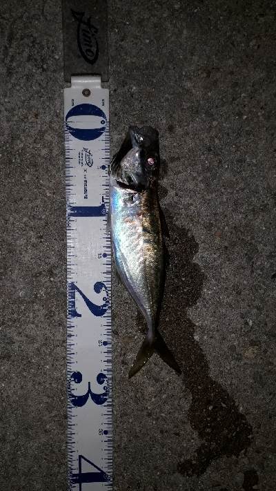 釣り友さんたちと淡路島