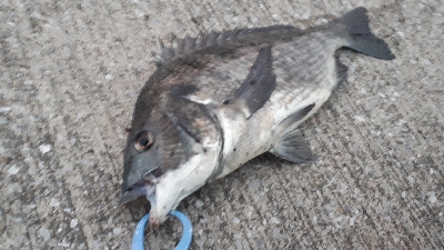 トップチニング