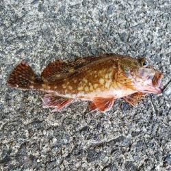 やはりあかんかった