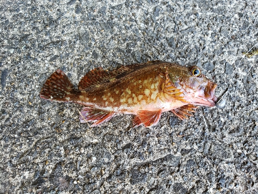 やはりあかんかった