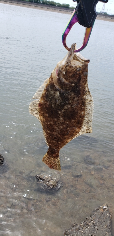 ここて初めての小型ヒラメ