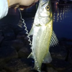 とりあえず一匹