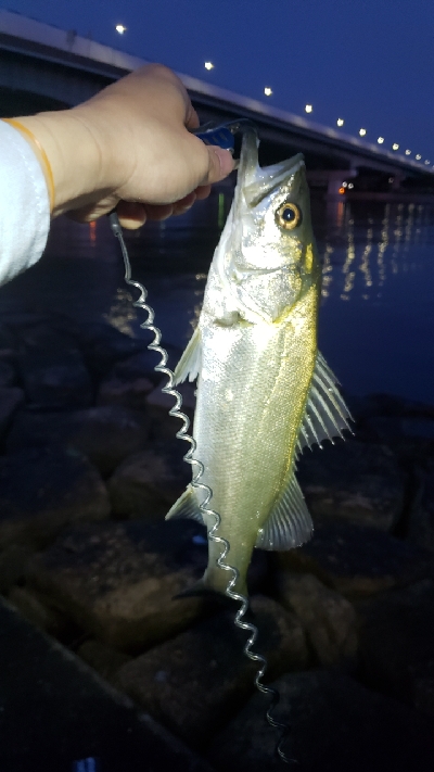 とりあえず一匹