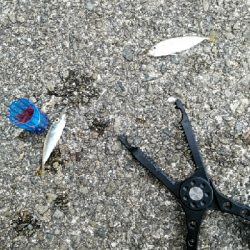 久しぶりのテンヤ