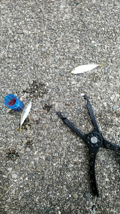 久しぶりのテンヤ