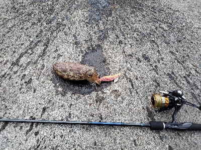 アオリイカを求めて…