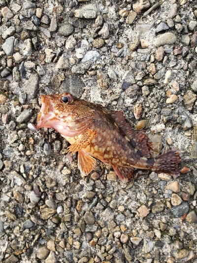 この場所で初めてのロックフィッシング