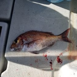 明石タイラバ&タコ釣り