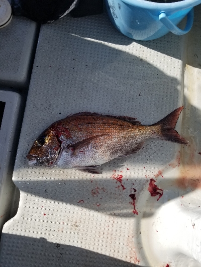 明石タイラバ&タコ釣り