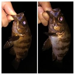 メバリンガー1900〜2045