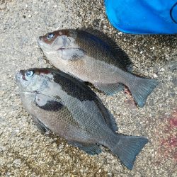 キス釣り　～夕方のアジ～