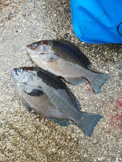 キス釣り　～夕方のアジ～