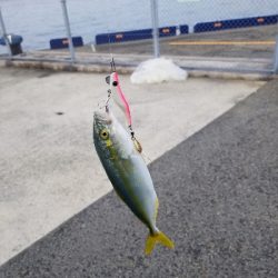 ツバス釣り