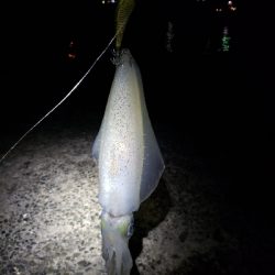 春アオリ!まだまだ!