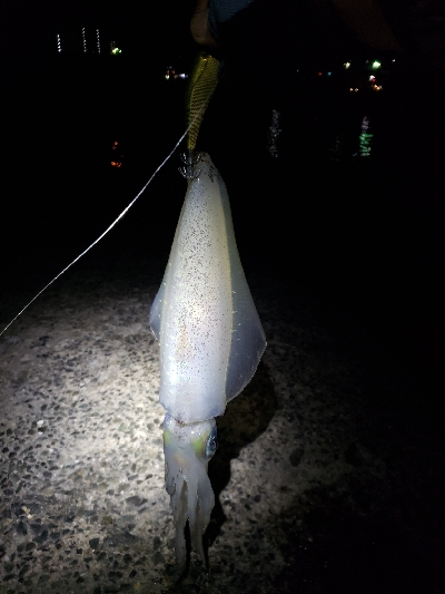 春アオリ!まだまだ!