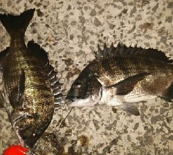 夜釣りシーズン入り!!