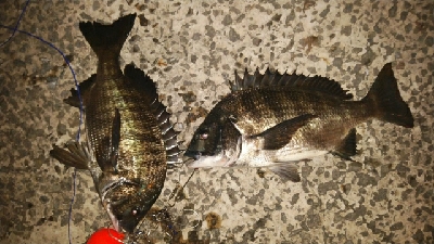 夜釣りシーズン入り!!