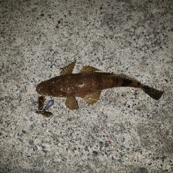 ボトムを探っていたら