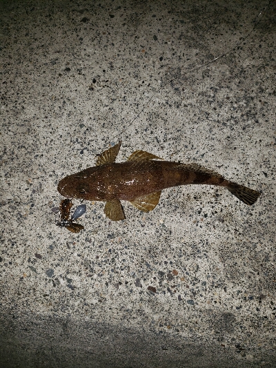 ボトムを探っていたら